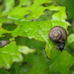 Snail eating plant